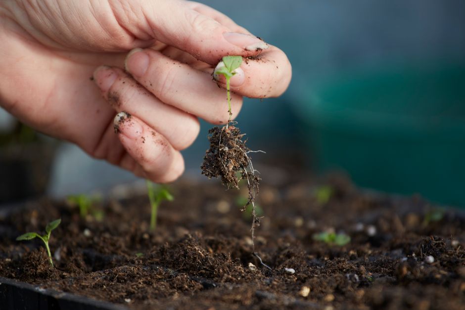 Close-up of hand holding a small seedling with soil, symbolizing growth and ecology.