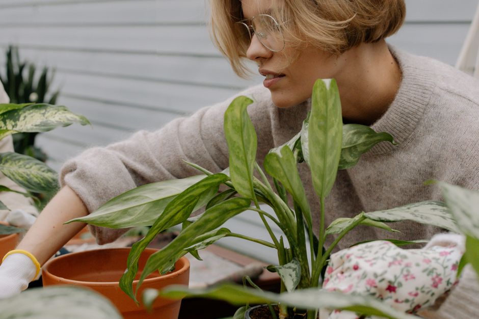 A woman in a cozy sweater nurturing houseplants in an indoor garden setting.
