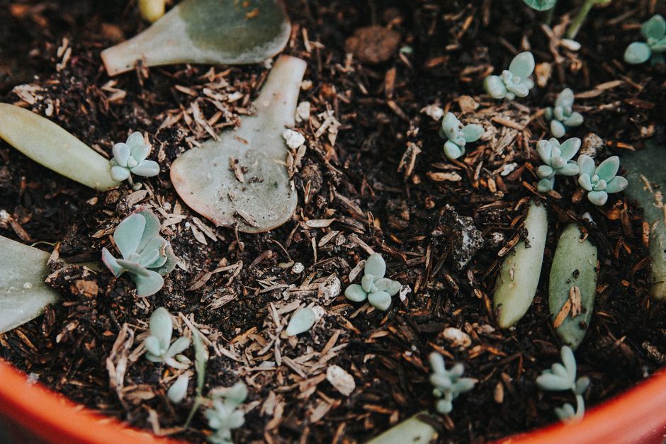 Close-up view of young succulents in a pot with rich soil, emphasizing growth and care.