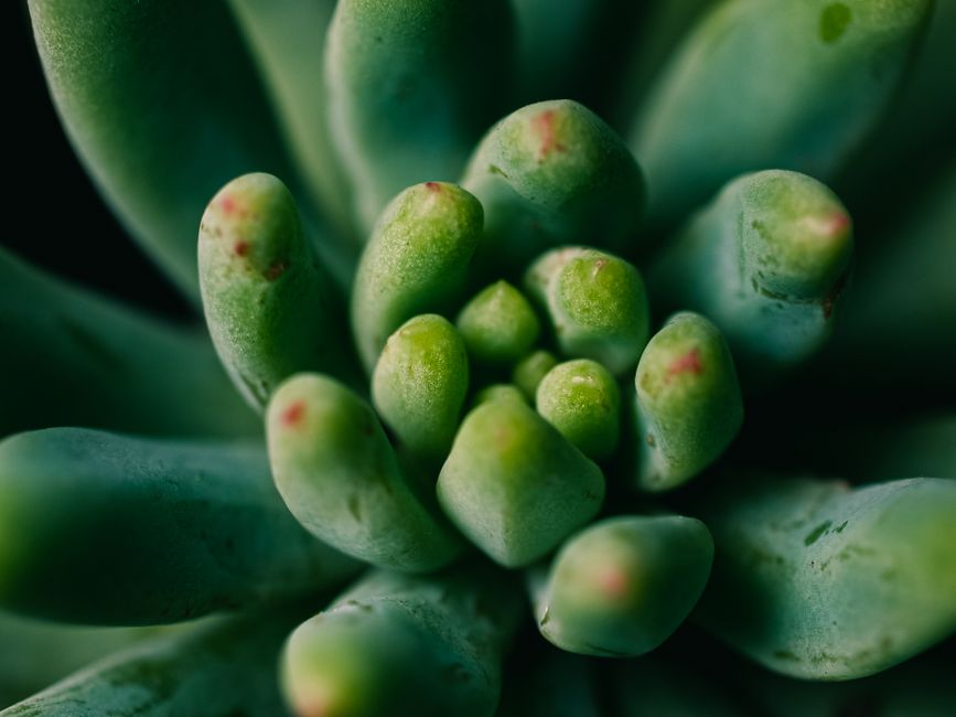 A detailed close-up image of green succulent plant leaves, showcasing natural textures.